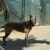 Orka