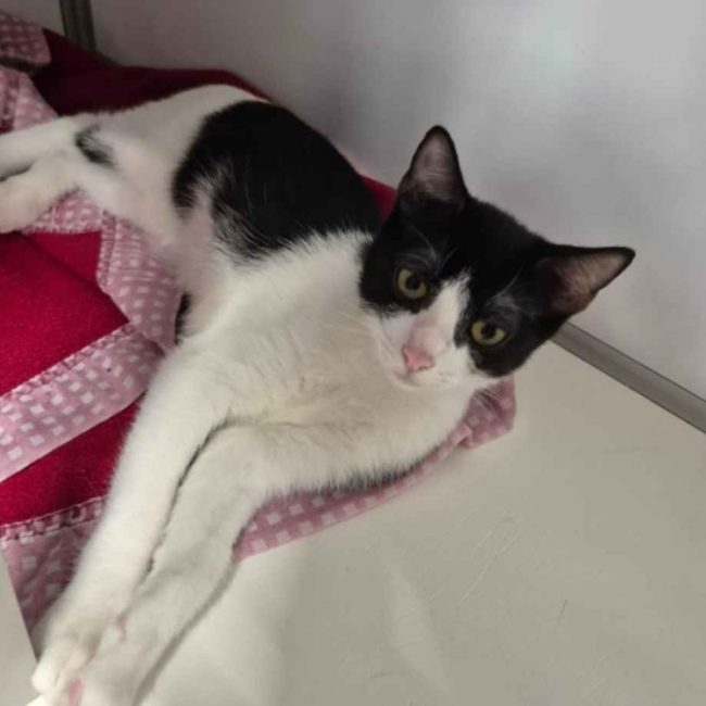 Bree - Chat Européen à adopter