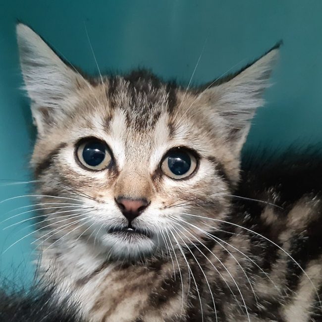 Cagette - Chat Européen à adopter