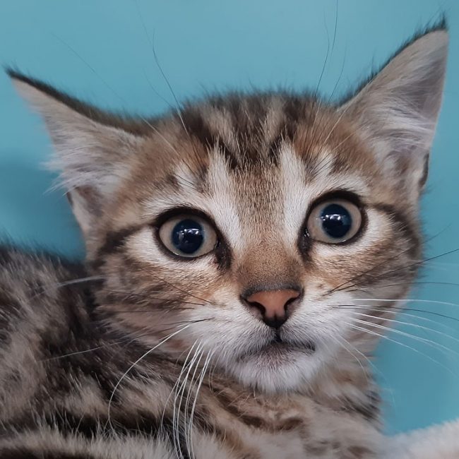 Cefixi - Chat Européen à adopter