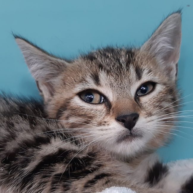 Cloxa - Chat Européen à adopter