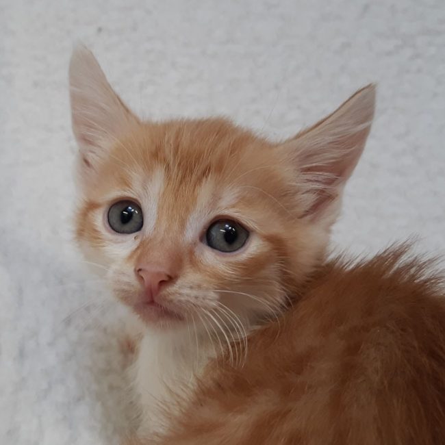 Virgule - Chat Européen à adopter