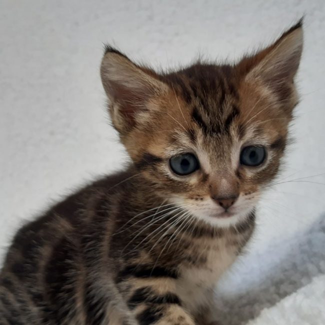 Visko - Chat Européen à adopter