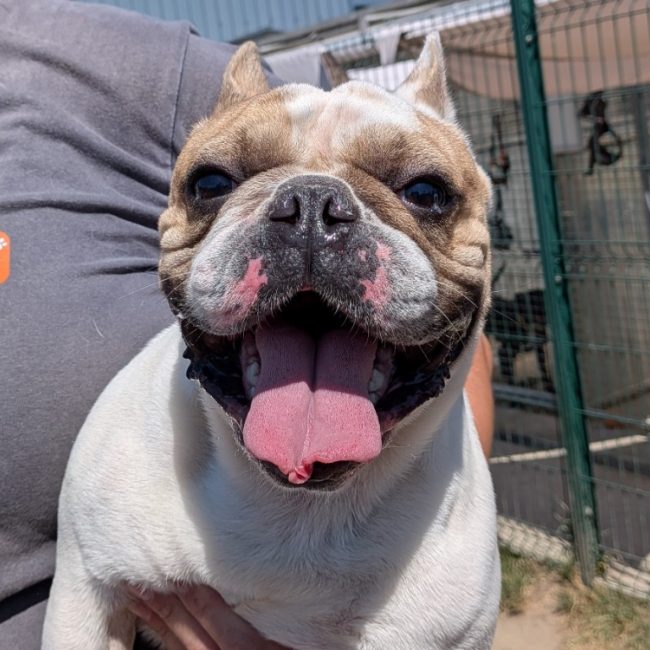 Gucci - Chien Bouledogue Français à adopter