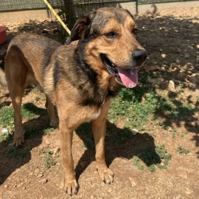 Patou - Chien à adopter
