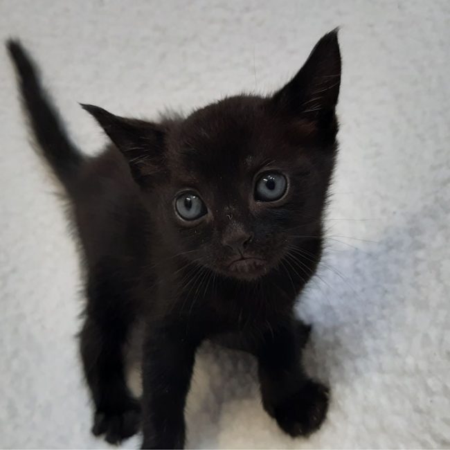 Vinyle - Chat Européen à adopter