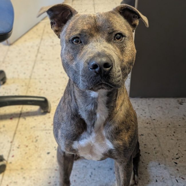 Luke - Chien à adopter