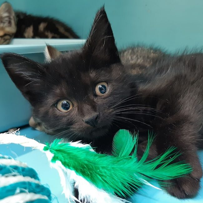 Cefaclor - Chat Européen à adopter