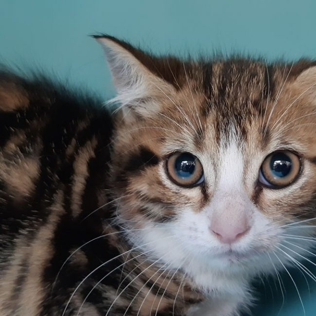 Brol - Chat Européen à adopter