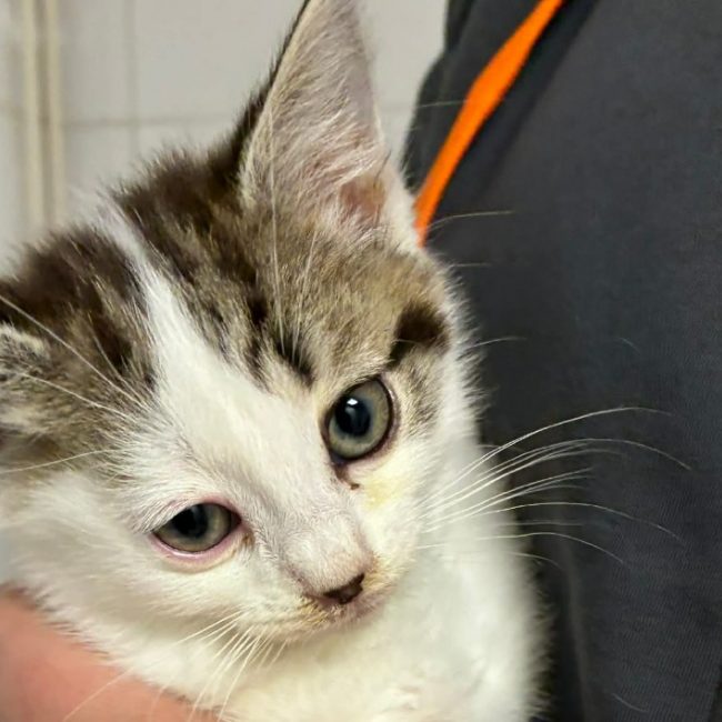 Tiana - Chat Européen à adopter