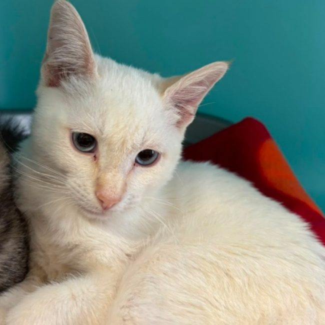 Philippe - Chat Européen à adopter