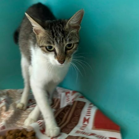 Piwa - Chat Européen à adopter
