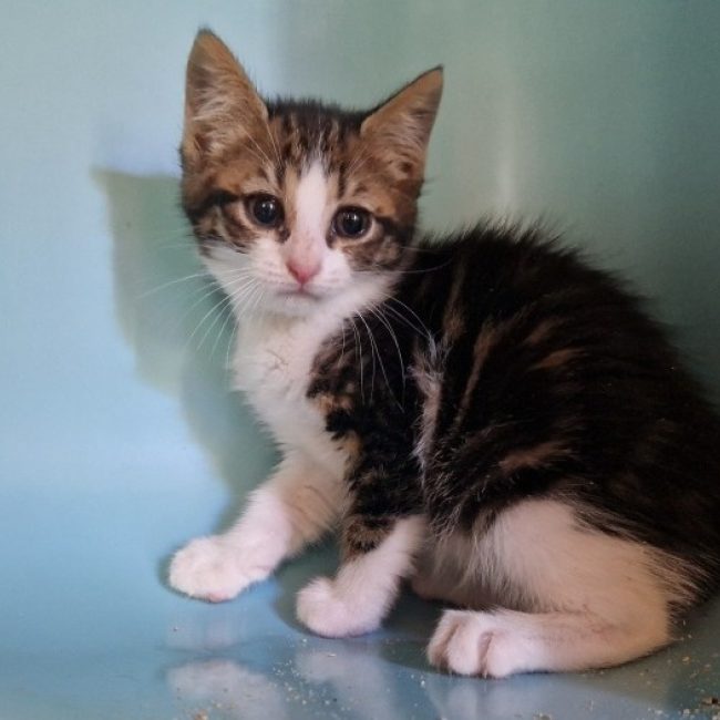 Bronx - Chat Européen à adopter