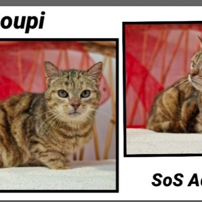 Choupi