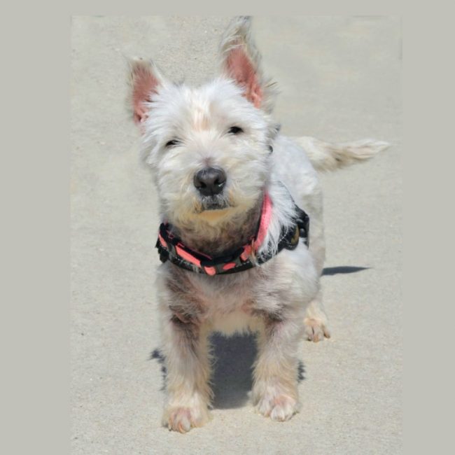 Mickey - Chien West Highland White Terrier à adopter