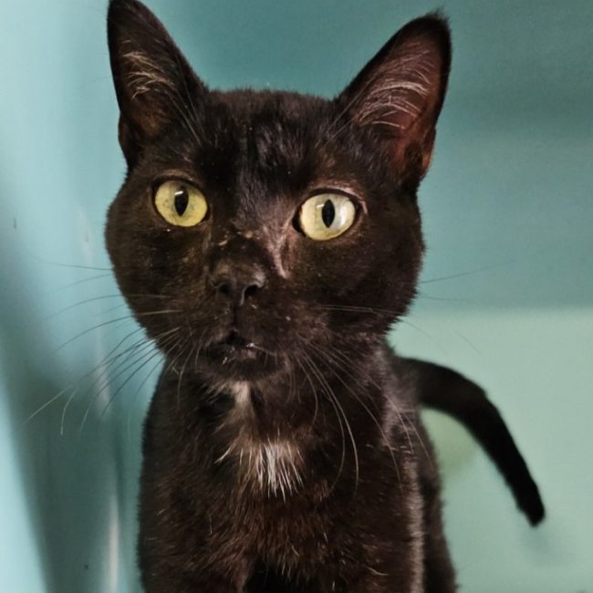 Dijanv - Chat Européen à adopter