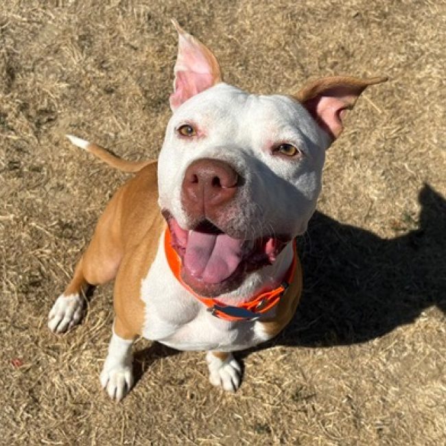 Bella - Chien à adopter