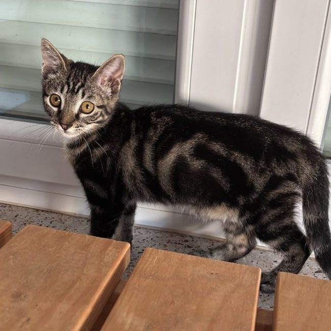 Uranus - Chat Européen à adopter