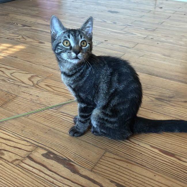 Berlin - Chat Européen à adopter