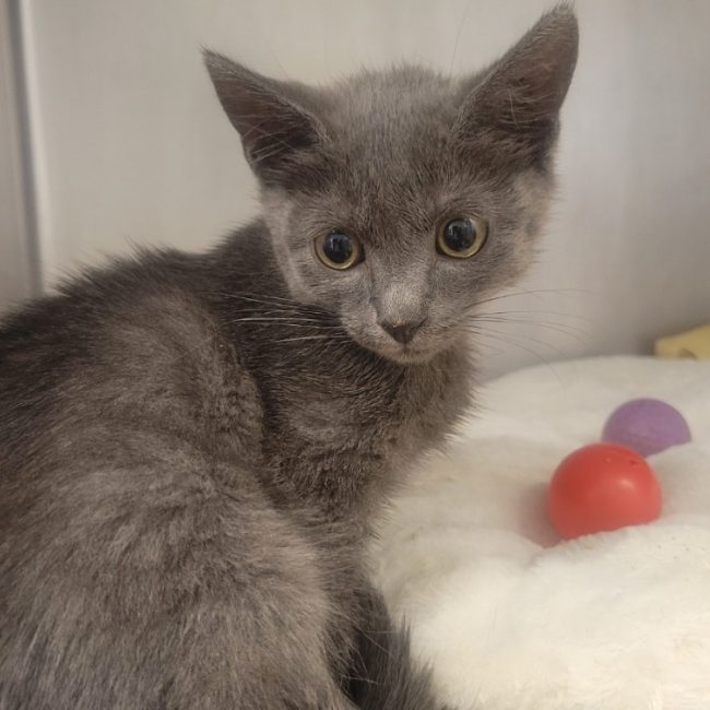 Panya - Chat Européen à adopter