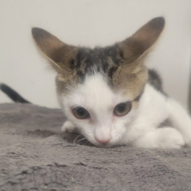 Minnie - Chat Européen à adopter
