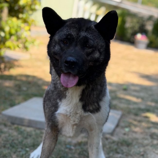 Betti - Chien à adopter