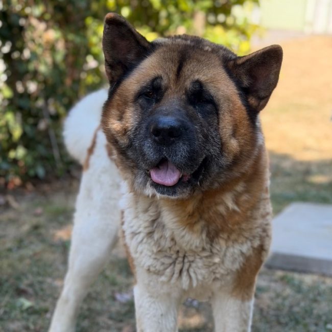 Sky - Chien à adopter