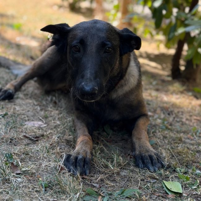 Saly - Chien Berger Belge Malinois à adopter