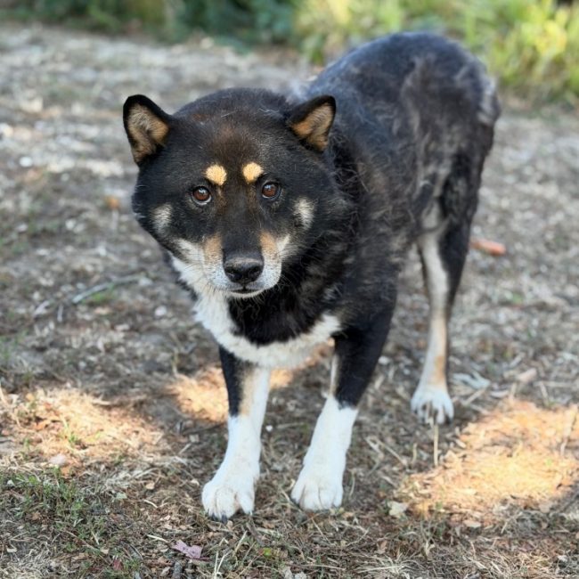 Rio - Chien à adopter