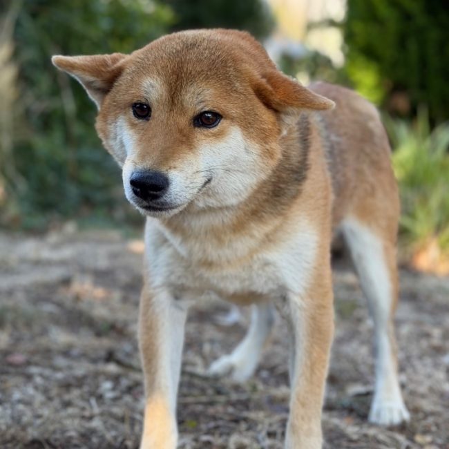 Sesame - Chien à adopter