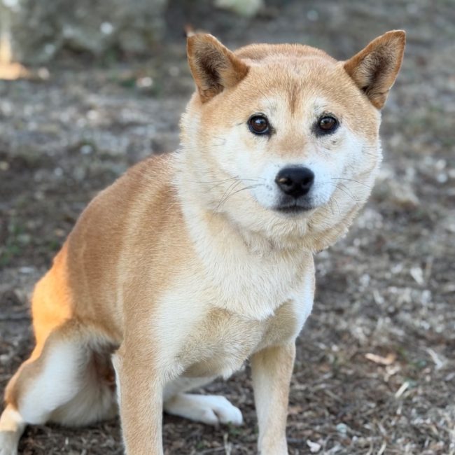 Tais - Chien à adopter