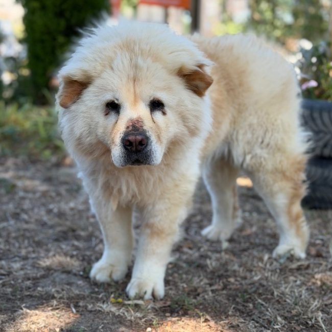 Chaucho - Chien Chow Chow à adopter