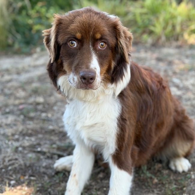 Lisa - Chien à adopter