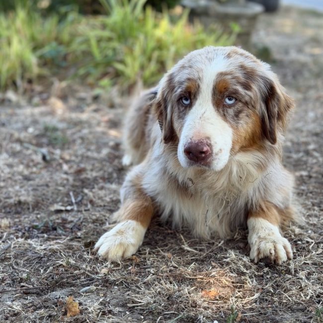 Shadow - Chien à adopter