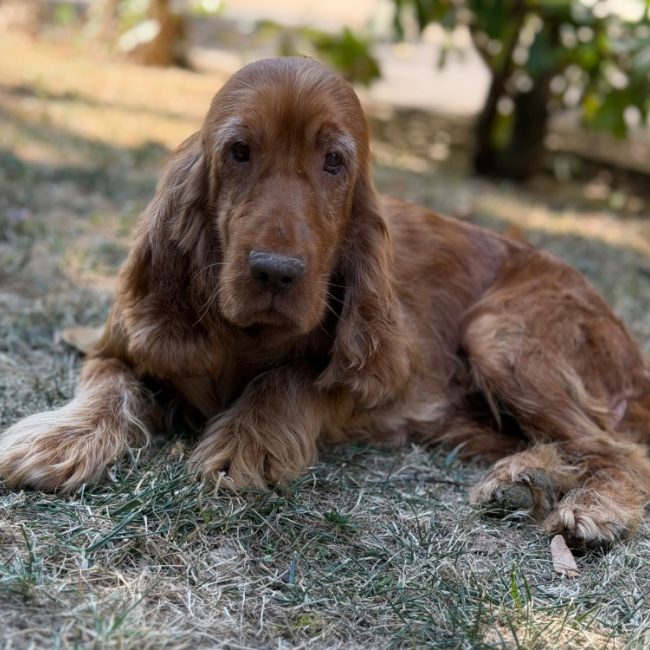Tagliatelle - Chien à adopter