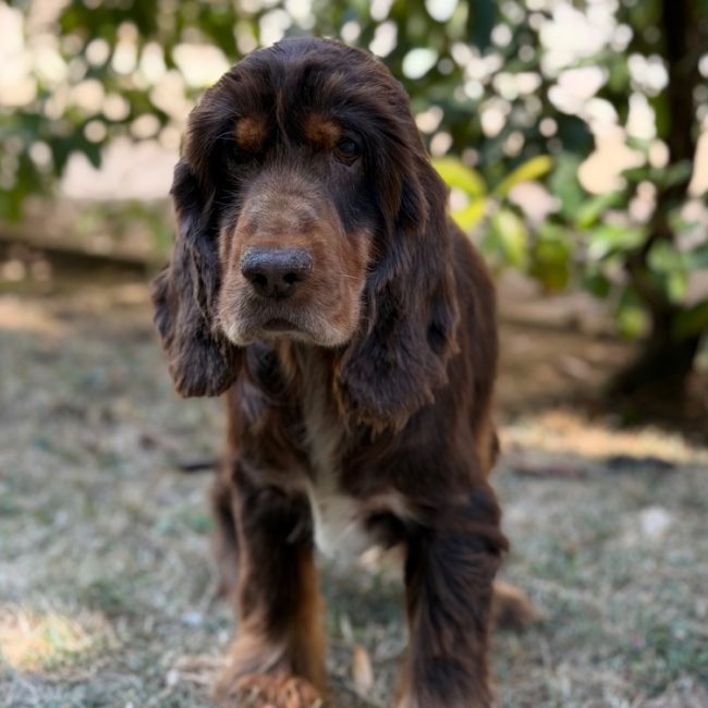 Ruby - Chien à adopter