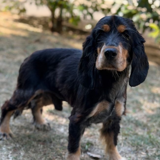 Hugo - Chien à adopter