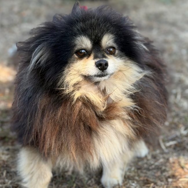 Pamela - Chien Spitz Allemand à adopter