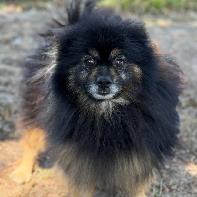 Pedro - Chien Spitz Allemand à adopter