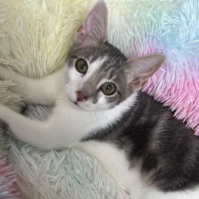Zorro - Chat Européen à adopter