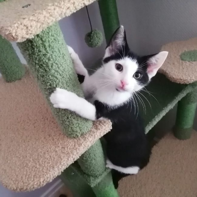 Chamallow - Chat Européen à adopter