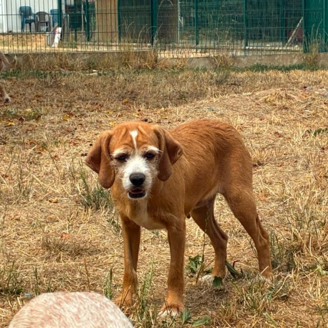 Fanantenana - Chien Beagle à adopter