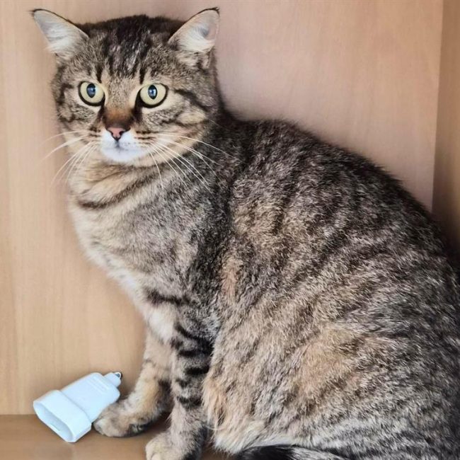 Maya - Chat Européen à adopter
