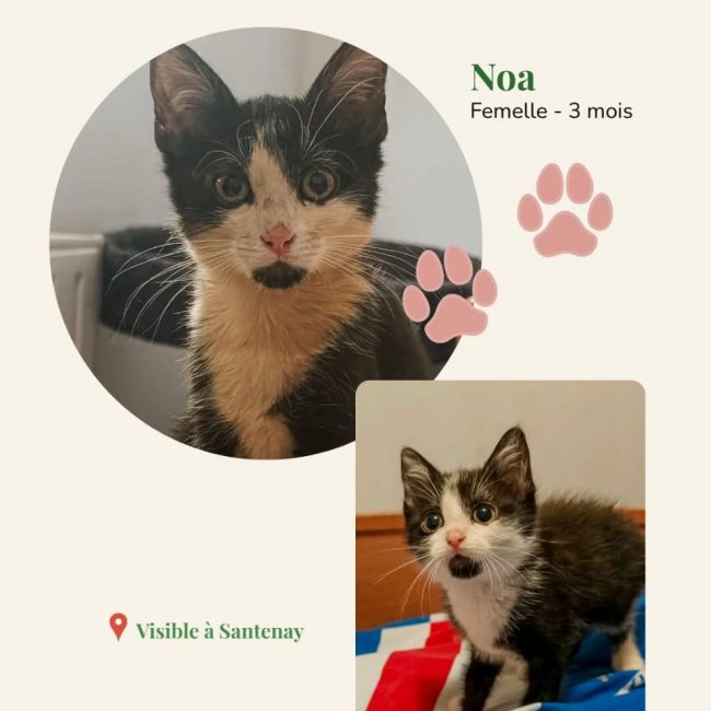 Noa - Chat Européen à adopter