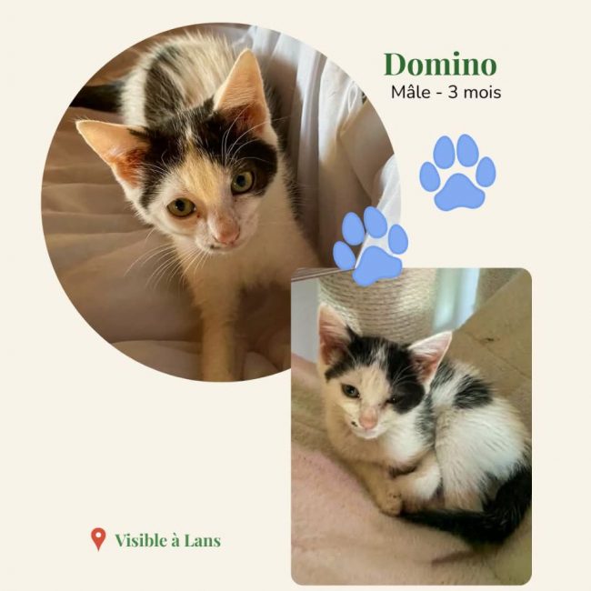 Domino