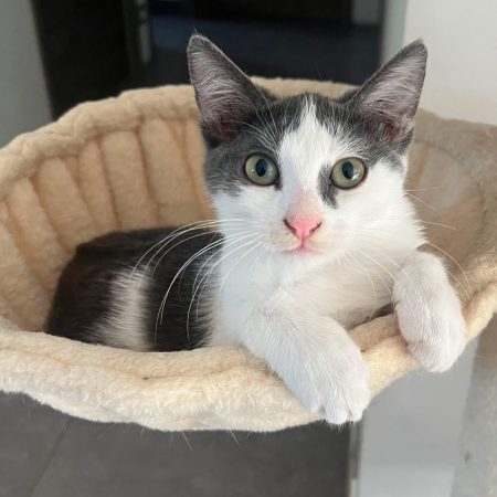 Luna - Chat à adopter