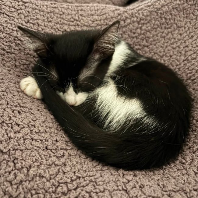 MIA - Chat Européen à adopter