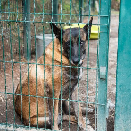 Patch - Chien Berger Belge Malinois à adopter