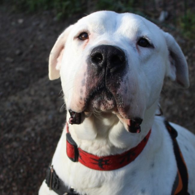 Tango - Chien Dogue Argentin à adopter