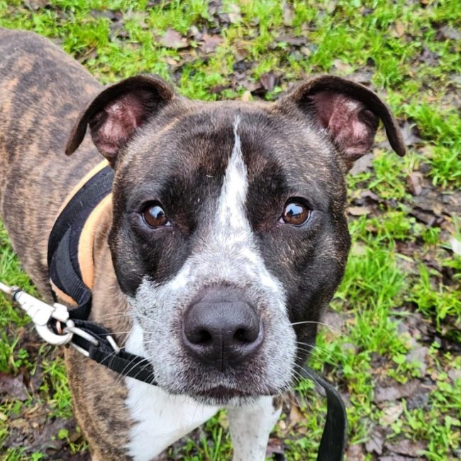 Joey - Chien à adopter